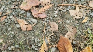 Quickie POV Piss In Public